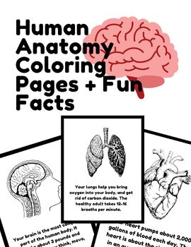 Preview of Human Anatomy Coloring Pages and Activity