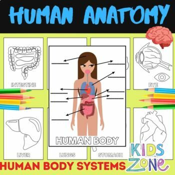 Preview of Human Anatomy Coloring Pages for Kids,Body Systems WORKSHEETS