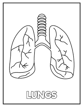 Human Anatomy Coloring Activity Book For Kids Ages 4-8: A