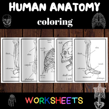 Preview of Human Anatomy Coloring Sheets