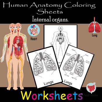 Preview of Human Anatomy Coloring Sheets Internal organs