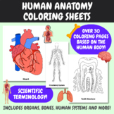 Human Anatomy Coloring Sheets | Science Coloring Sheets | 