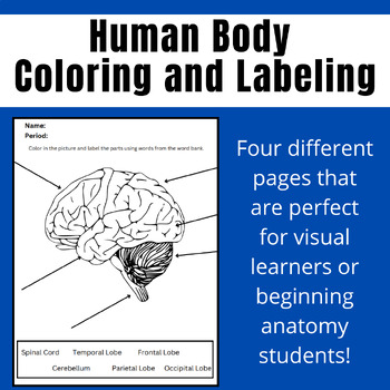 Preview of Human Anatomy Coloring and Labeling Worksheets