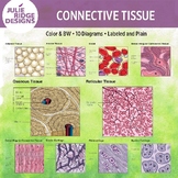 Human Anatomy Connective Tissue Diagrams