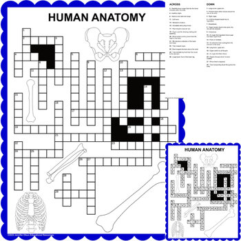 Preview of Human Anatomy Crossword