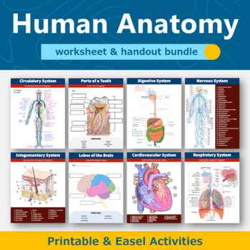 Preview of Human Anatomy Diagram Worksheet and Handout Value Bundle | Human Body Systems