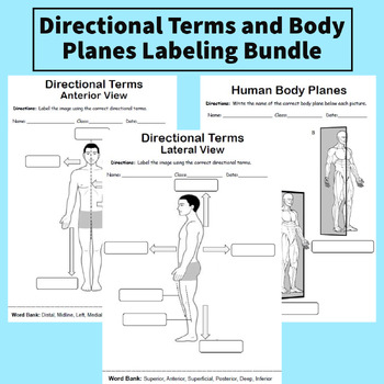 Preview of Human Anatomy: Directional Terms and Body Planes Labeling Bundle