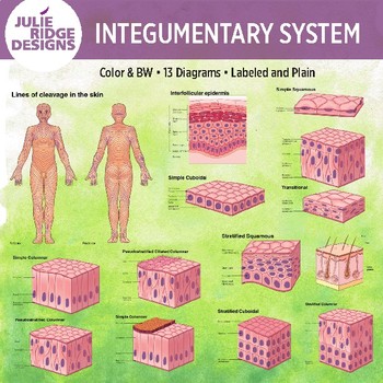 Human Anatomy Integumentary System Diagrams by Julie Ridge Designs