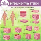 Human Anatomy Integumentary System Diagrams