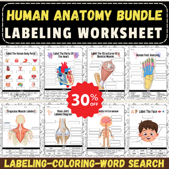 Preview of Human Anatomy Mega Bundle: Labeling, Word Search, and Coloring Activities