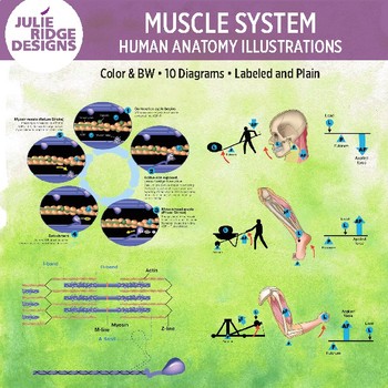 Human Anatomy Muscle System Diagrams by Julie Ridge Designs | TpT