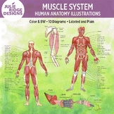 Human Anatomy Muscle System Diagrams