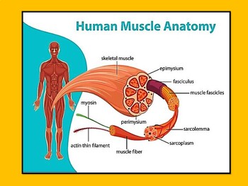 Preview of Human Anatomy Muscular Systems pdf