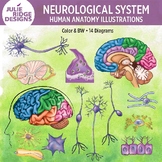Human Anatomy Neurological System Illustrations