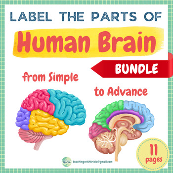 Preview of Human Anatomy- Parts of a Brain BUNDLE: Simple to Advanced, Posters & Worksheets
