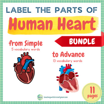 Preview of Human Anatomy- Parts of a Heart BUNDLE: Simple to Advanced, Posters & Worksheets