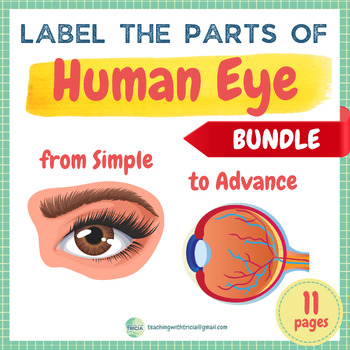 Preview of Human Anatomy - Parts of an Eye BUNDLE: Simple to Advanced, Posters & Worksheets