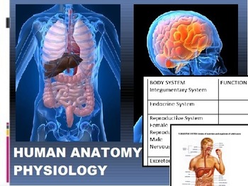 Preview of Human Anatomy & Physiology: PowerPoint and Notes