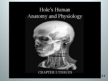 Preview of Human Anatomy & Physiology: CHAPTER 5  Tissues
