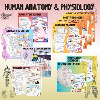 Preview of Human Anatomy & Physiology Curriculum - GROWING bundle!