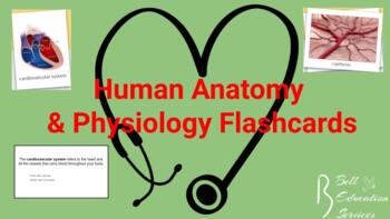 Preview of Human Anatomy & Physiology Flashcard Bundle