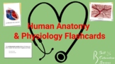 Human Anatomy & Physiology Flashcard Bundle