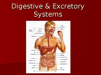 Preview of Human Anatomy & Physiology PowerPoint:  Digestion and Excretion