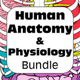 Preview of Human Anatomy & Physiology: Structure & Function Model, Diagrams, & Card Sorts
