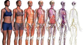 Preview of Human Anatomy & Physiology Unit 1 Bundle: Introduction to the Human Body