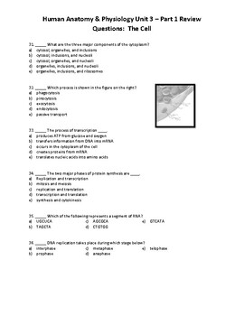 Human Anatomy & Physiology Unit 3- Part 1 Review Worksheet: Cells