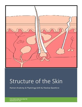 Preview of Human Anatomy & Physiology Unit 4.2 Review Worksheet: Structure of the Skin