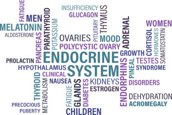 Preview of Human Anatomy & Physiology Unit Bundle: The Endocrine System (13 Products)