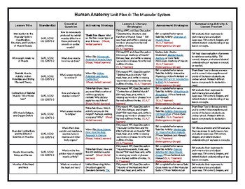 Human Anatomy & Physiology Unit Plan 6: The Muscular System | TpT