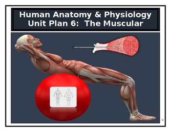 Preview of Human Anatomy & Physiology Unit Plan 6: The Muscular System