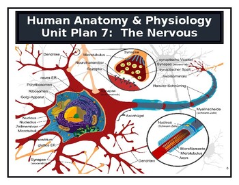 Preview of Human Anatomy & Physiology Unit Plan 7: The Nervous System