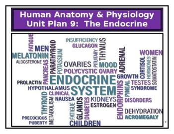 Preview of Human Anatomy & Physiology Unit Plan: The Endocrine System