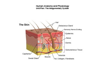 Preview of Human Anatomy & Physiology Unit Plan: The Integumentary System