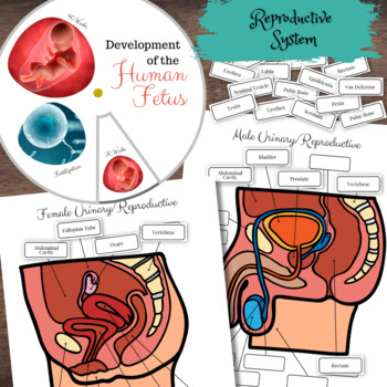 Preview of Human Anatomy Reproductive System Matching & Fetal Development Spinner