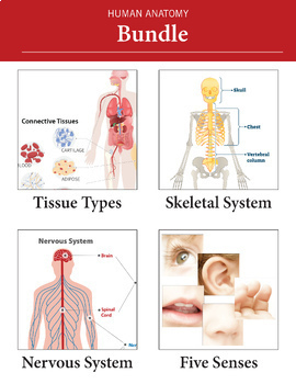 Preview of Human Anatomy: Senses, Nervous & Skeletal Systems, Tissue Types - BUNDLE