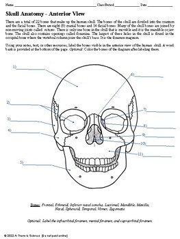 Human Anatomy Skull Labeling Diagrams by A-Thom-ic Science | TpT