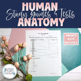 Human Anatomy Study Guides and Tests