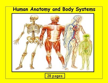 Preview of Human Anatomy and Body Systems Reading Comprehension pdf