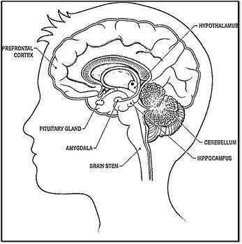 Human Brain Anatomy and Physiology Coloring Book For Dummies (Neuroanatomy)