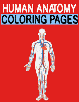 Preview of Human Anatomy and Physiology Coloring Pages for Kids, pre-k, Kindergarten, 1st G