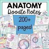 Anatomy and Physiology Doodle Notes Bundle - Notes for Hum