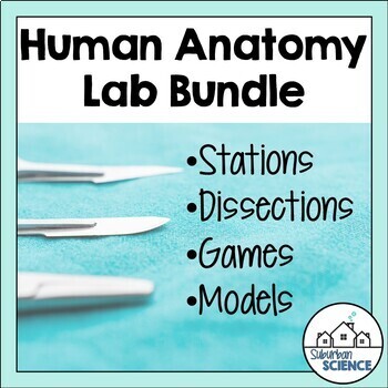 Preview of Human Anatomy and Physiology Lab Activity Bundle: Stations, Dissections, Models