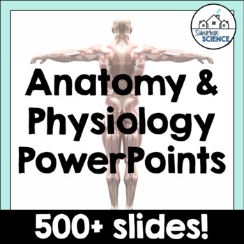 Preview of Human Anatomy and Physiology Powerpoint Presentation Bundle - 500+ Slides
