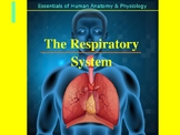 Human Anatomy and Physiology: The Respiratory System