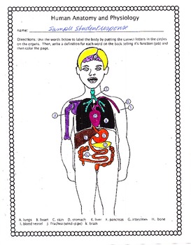 Human Anatomy Worksheet