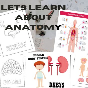 Preview of Human Anatomy systems|coloring sheets